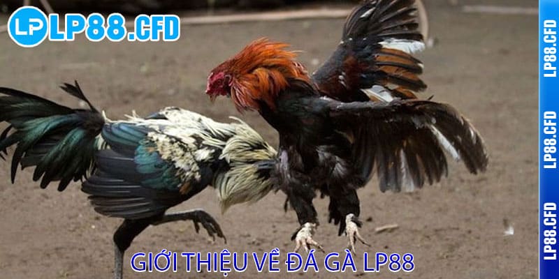 Đá Gà LP88 - Cược thật, thắng lớn, đam mê bùng cháy - Tacivo Đá Gà LP88 - Cược thật, thắng lớn, đam mê bùng cháy - Tacivo