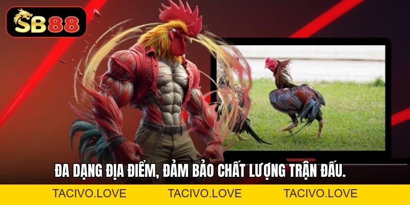 Sảnh Đá Gà SB88 - Trực Tiếp Kịch Tính Ưa Chuộng - Tacivo